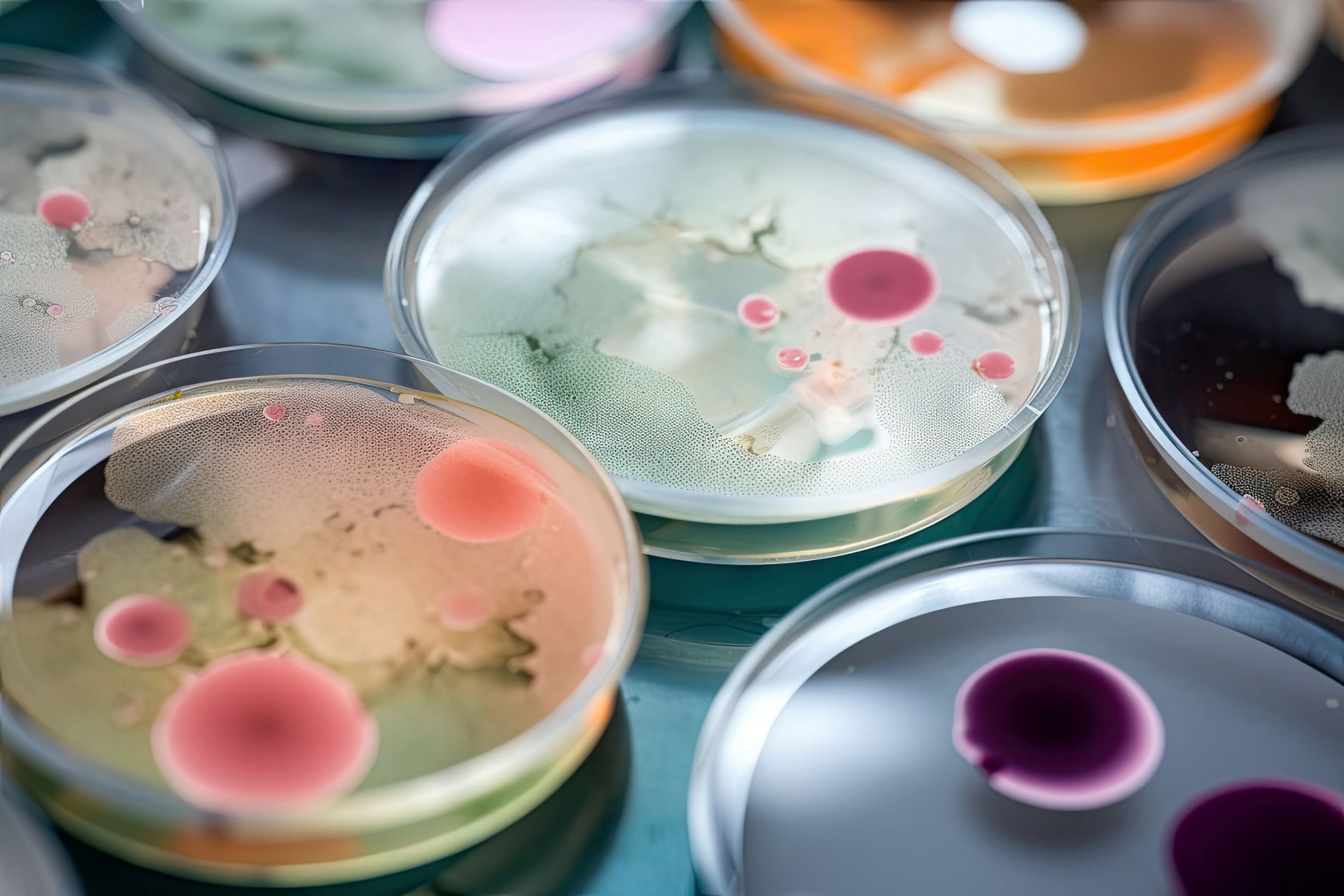 The Microbiome Explained: Your Guide to the Ecosystem Within